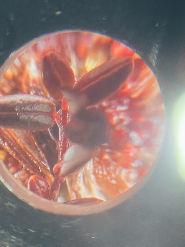 Microscope adapter for iPhone to view peat moss