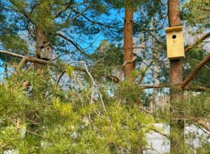 Birdhouse wich is very easy to attach to your house, shed or a tree