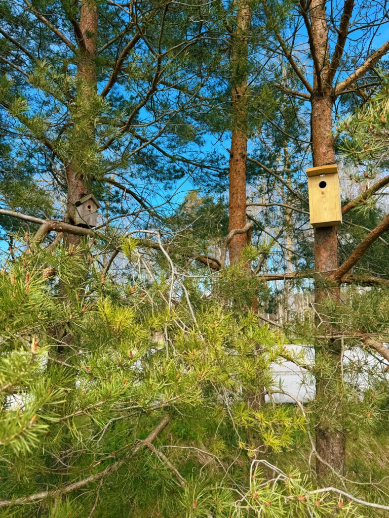 Birdhouse wich is very easy to attach to your house, shed or a tree