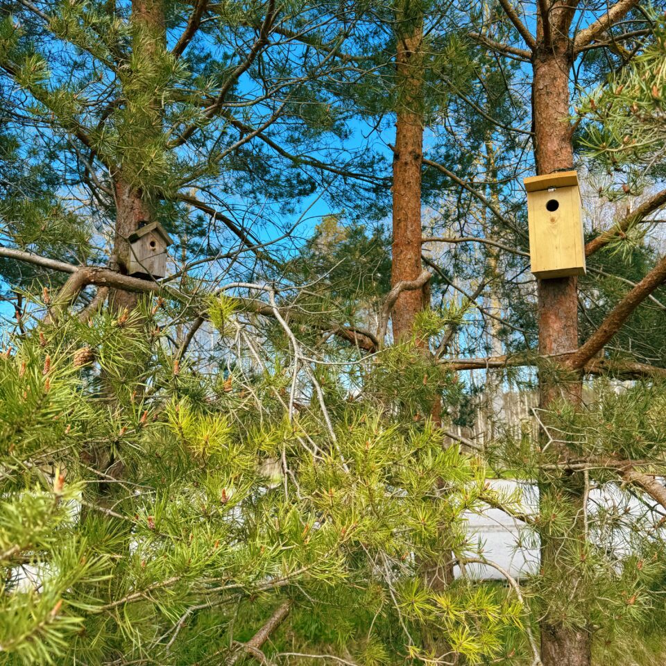 Birdhouse wich is very easy to attach to your house, shed or a tree