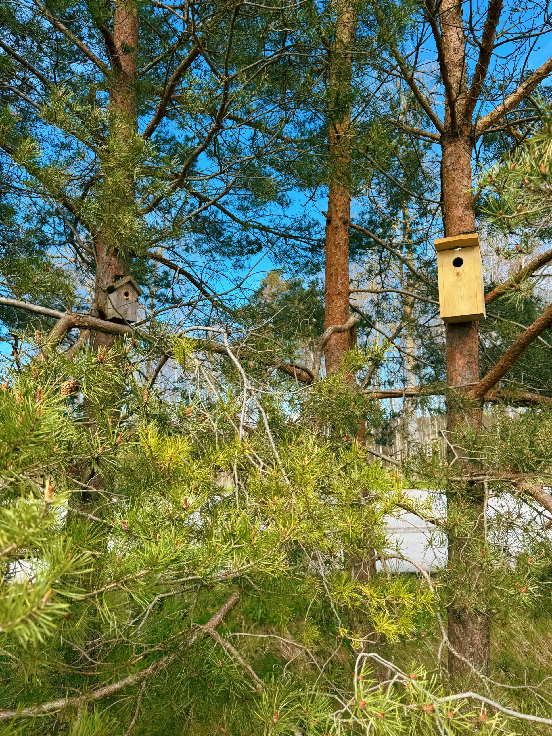 Birdhouse wich is very easy to attach to your house, shed or a tree