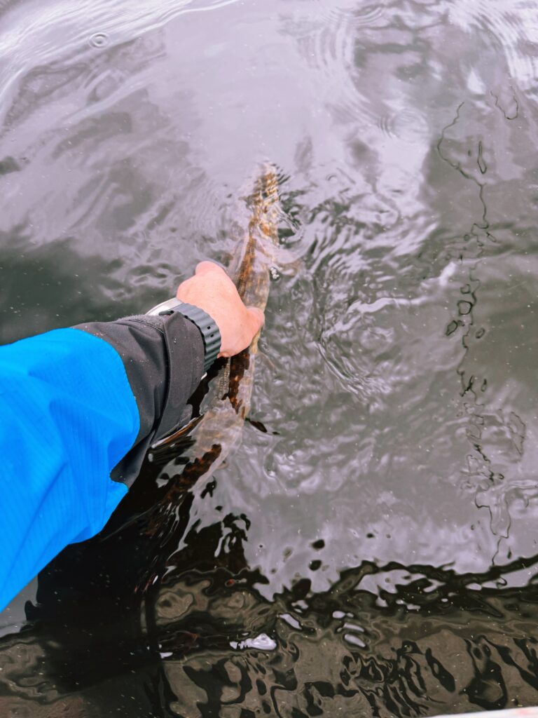 All undersized fish returned to the water intact