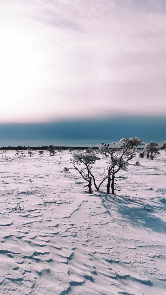 Marimetsa hiking trail